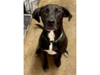 Adopt Scout a Labrador Retriever, American Staffordshire Terrier