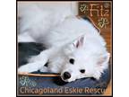 Adopt Fitz a American Eskimo Dog