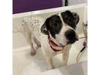 Adopt CONNOR a Pit Bull Terrier, Mixed Breed