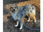 Adopt Simon a Australian Shepherd