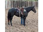 Amazing Black Mare