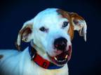 Adopt Jethro a Great Dane, Hound