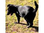 Adopt 23-13132/Adam a Black Labrador Retriever