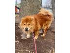 Adopt Smurf a Chow Chow