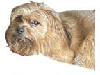 Adopt Mushy a Shih Tzu, Yorkshire Terrier