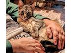 Adopt KENNY (special needs) a Tabby