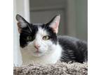 Adopt Snowberry a Domestic Short Hair