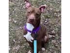 Adopt Turnip a Pit Bull Terrier