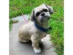 Adopt Robbie a Lhasa Apso, Mixed Breed