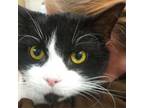 Adopt Marvin a Domestic Short Hair