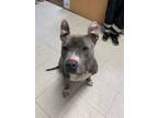 Adopt Rico a Pit Bull Terrier