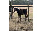 Chocolate TWH Stud Colt