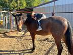 Gentle Roan Kid Pony