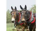 Mules For Sale
