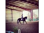 Dressage horse schooling 3rd