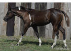 2023 Apha Black Tobiano Filly