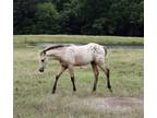 2023 Stunning Buckskin Leopard ApHC Filly!