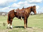 Beautiful Gentle & Smooth Rocky Mountain Trail Riding Gelding