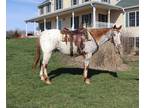 Online Auction - [url removed] - Gorgeous Appaloosa Trail Riding Gelding -...
