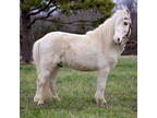 Online Auction - [url removed] - Beautiful Palomino Paint Pony - So Gentle!