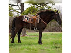 Online Auction - [url removed] - Good Looking Black Missouri Fox Trotter Trail