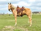 Online Auction - [url removed] - Beautiful Palomino Missouri Fox Trotter Trail