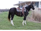 Online Auction -Horsezip.com - Beautiful Black & White Paint Trail Riding Mare