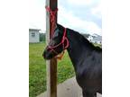 8 year old miniature gelding, black with 3 whites and a star.