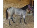 Double HOMOZYGOUS Roan Filly