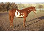 Striking APHA 2-year-old gelding