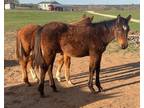 2022 AQHA Bay Filly - BARREL OR RACE PROSPECT