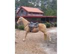 Palomino TWH Gelding 14 year old