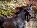 Black Half-Arabian Mare