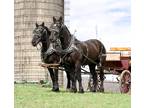 Registered Percheron Team for Sale