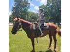 Registered Quarter Horse Mare