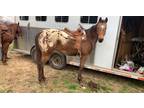 8 yr old Appaloosa mare