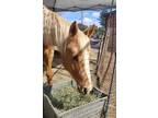 Flashy Palomino Quarter Horse Mare