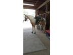 Charming 3 year old gelding