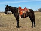 Online Auction - [url removed] - Good Looking Black Missouri Fox Trotter Trail