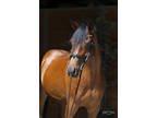 Athletic, Dressage/Hunter Mare