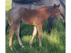 Homozygous Red Roan filly