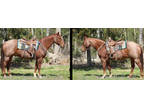 AQHA Red Roan Ranch-broke Gelding Experienced Trail Horse