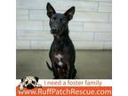 Adopt Rango a Cattle Dog, Retriever