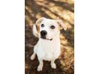 Adopt RODNEY a Labrador Retriever, Pit Bull Terrier