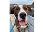 Adopt DEXTER a Boxer, Catahoula Leopard Dog