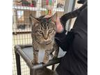 Adopt Brown Tabby a Tabby, Domestic Short Hair