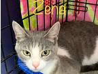 Zena Domestic Longhair Adult Female