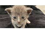 Dorian Domestic Mediumhair Kitten Male