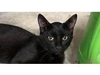 Shrek Domestic Shorthair Adult Male