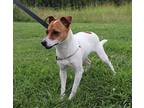 Milly Rat Terrier Young Female
